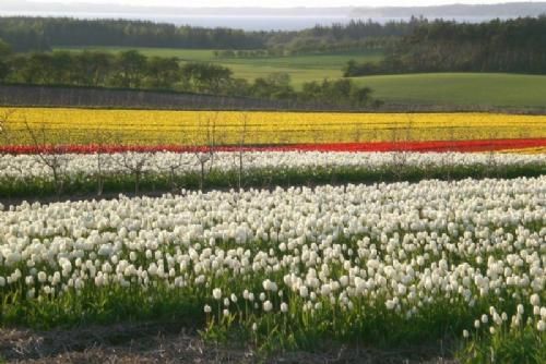 Hald/Hejlskov - 2 - Hjgrd Planteskoles tuplipanmarker